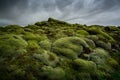 Green moss covered volcanic lava field. Iceland Royalty Free Stock Photo