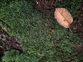 Green moss covering the forest floor Royalty Free Stock Photo