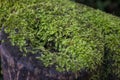 Green moss covering a log.