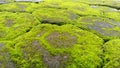 Green Moss Covering the Paving Blocks Royalty Free Stock Photo
