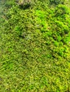 green moss covering the trees Royalty Free Stock Photo