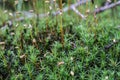 green moss cushion with drops of dew Royalty Free Stock Photo