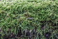 Green moss on dead wood trunk Royalty Free Stock Photo