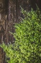 Green moss detail Royalty Free Stock Photo