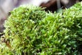 Green moss