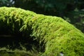 Green moss detail on water cistern