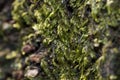 Green moss details Royalty Free Stock Photo