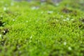 Green moss