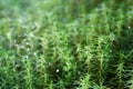 Green moss with drops of water. Royalty Free Stock Photo