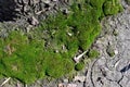 Green moss on dry cracked ground texture, horizontal background Royalty Free Stock Photo