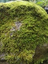 Green moss on the dry stone Royalty Free Stock Photo