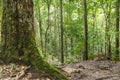 Green moss at the evergreen forest