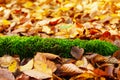 Green moss and fallen colorful autumn leaves