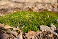 Green moss among the fallen leaves in the forest Royalty Free Stock Photo