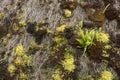 Green moss and fern background with copy space