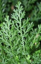 Green moss fern with branched leaves