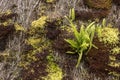 Green moss and fern background with copy space