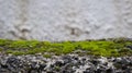 Green moss on the floor, moss closeup, macro. Blur background, copy space