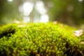 Green moss forest