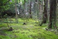 Green moss forest background Royalty Free Stock Photo