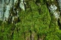 Green moss in the forest at the bottom of the tree trunk. Nature background. Deforestation. Environmental protection Royalty Free Stock Photo