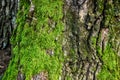 Green moss in the forest at the bottom of the tree trunk. Nature background. Deforestation. Environmental protection Royalty Free Stock Photo
