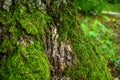 Green moss in the forest at the bottom of the tree trunk. Nature background. Deforestation. Environmental protection Royalty Free Stock Photo