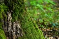 Green moss in the forest at the bottom of the tree trunk. Nature background. Deforestation. Environmental protection Royalty Free Stock Photo