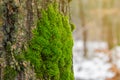 Green moss in the forest at the bottom of the tree trunk. Nature background. Ecology. Deforestation. Environmental protection Royalty Free Stock Photo