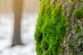 Green moss in the forest at the bottom of the tree trunk. Nature background. Ecology. Deforestation. Environmental protection Royalty Free Stock Photo