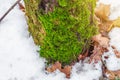 Green moss in the forest at the bottom of the tree trunk. Nature background. Ecology. Deforestation. Environmental protection Royalty Free Stock Photo