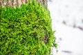 Green moss in the forest at the bottom of the tree trunk. Nature background. Ecology. Deforestation. Environmental protection Royalty Free Stock Photo