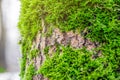 Green moss in the forest at the bottom of the tree trunk. Nature background. Ecology. Deforestation. Environmental protection Royalty Free Stock Photo