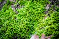 Green moss in the forest at the bottom of the tree trunk. Nature background. Ecology. Deforestation. Environmental protection Royalty Free Stock Photo