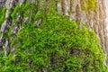 Green moss in the forest at the bottom of the tree trunk. Nature background. Ecology. Deforestation. Environmental protection Royalty Free Stock Photo