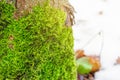 Green moss in the forest at the bottom of the tree trunk. Nature background. Ecology. Deforestation. Environmental protection Royalty Free Stock Photo