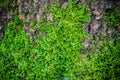 Green moss in the forest at the bottom of the tree trunk. Nature background. Ecology. Deforestation. Environmental protection Royalty Free Stock Photo