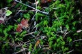 Green moss forest carpet with dry leaves and pine needles Royalty Free Stock Photo