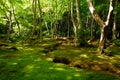 Green moss forest
