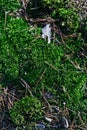 green moss in the forest with pine needles Royalty Free Stock Photo