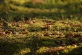 Green moss in a forest at sunset. Macro image, shallow depth of field. Blurred summer nature background. Royalty Free Stock Photo