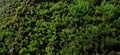 green moss forms a thick, velvety carpet over a shadowed base, softly lit to highlight the depth and intensity of its color Royalty Free Stock Photo