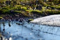 Green moss, grass, snow and water Royalty Free Stock Photo