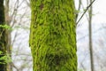 Moss on a tree in the forest