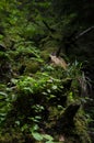 Green moss and green plants grow in a wild forest on an old fallen tree Royalty Free Stock Photo