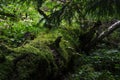 Green moss and green plants grow in a wild forest on an old fallen tree Royalty Free Stock Photo