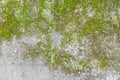 Green Moss on Grey Concrete Stone - Texture Background - Grunge Artwork Wallpaper Royalty Free Stock Photo