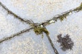 Green moss on grey slated roof Royalty Free Stock Photo