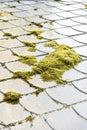 Green moss on grey slated roof Royalty Free Stock Photo