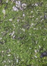 Green moss and grey stone background. Natural realistic texture with small dry leaves Royalty Free Stock Photo